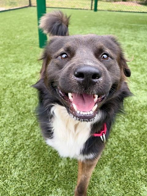 WILLIE, an adoptable Labrador Retriever in Statesville, NC