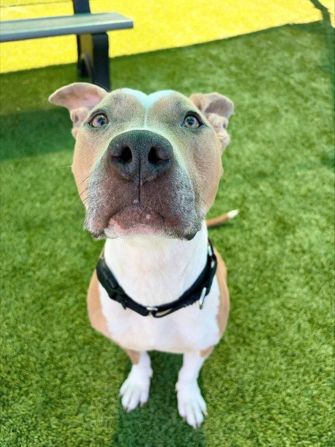 KANGA, an adoptable Pit Bull Terrier in Statesville, NC