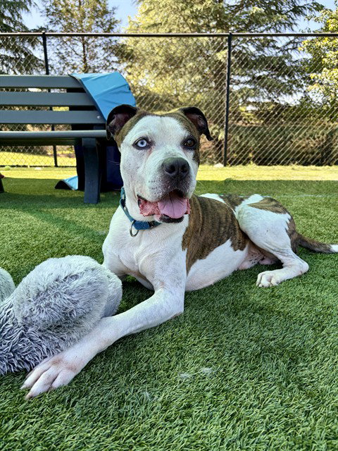 SAINT, an adoptable Pit Bull Terrier in Statesville, NC