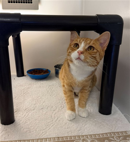 DAVE, an adoptable Domestic Short Hair in Statesville, NC