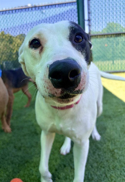 GEMMA, an adoptable Pit Bull Terrier in Statesville, NC