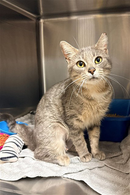 LUFFY, an adoptable Domestic Short Hair in Statesville, NC