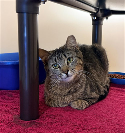 NAMI, an adoptable Domestic Short Hair in Statesville, NC
