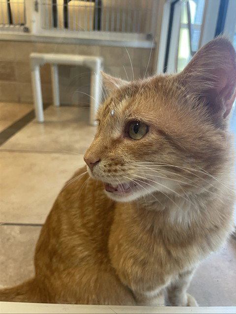 JOE, an adoptable Domestic Short Hair in Statesville, NC