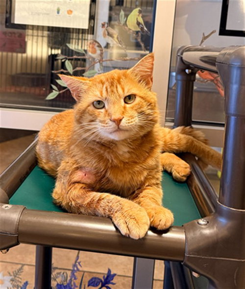 JOE, Adult Domestic Short Hair (medium coat), cat for adoption in Statesville, North Carolina