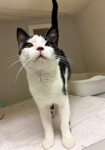 JEFFREY, an adoptable Domestic Short Hair in Statesville, NC