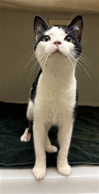 JEFFREY, Adult Domestic Short Hair (medium coat), cat for adoption in Statesville, North Carolina