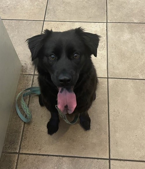 KATIE, an adoptable Flat-coated Retriever in Statesville, NC