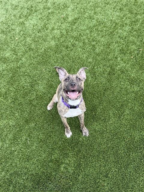 TRISHA, an adoptable Pit Bull Terrier in Statesville, NC