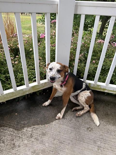 CARRIE, an adoptable Australian Cattle Dog in Statesville, NC