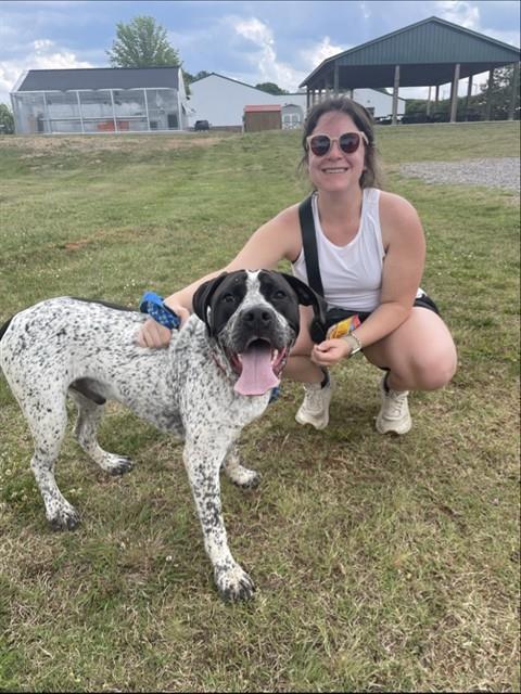 DODGER, an adoptable German Shorthaired Pointer in Statesville, NC