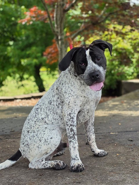 DODGER, an adoptable German Shorthaired Pointer in Statesville, NC