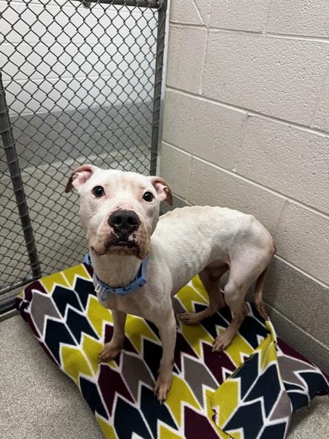 DAKOTA, an adoptable Pit Bull Terrier in Statesville, NC