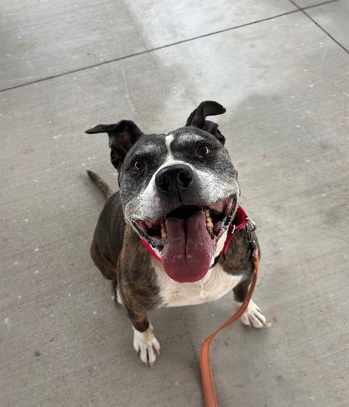 HARLEY, an adoptable Pit Bull Terrier in Statesville, NC