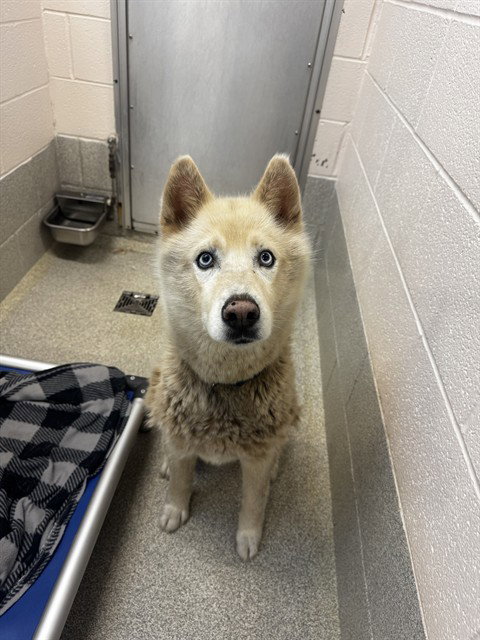 DELTA, an adoptable Husky in Statesville, NC