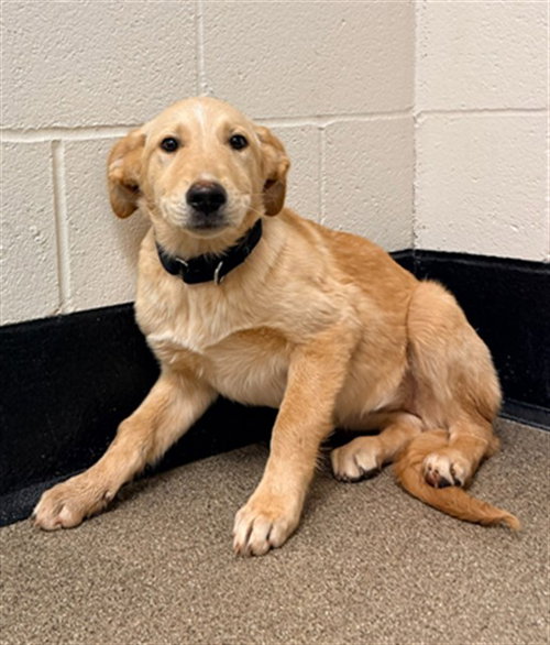 MADISON, an adoptable Labrador Retriever in Statesville, NC