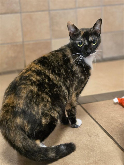 MISS SARA BELLUM, Adult Domestic Short Hair (medium coat), cat for adoption in Statesville, North Carolina