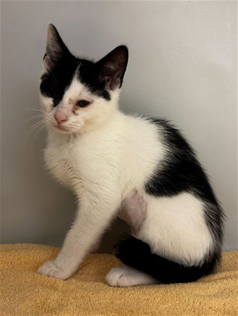 BUNNY, Baby Domestic Short Hair (medium coat), cat for adoption in Statesville, North Carolina