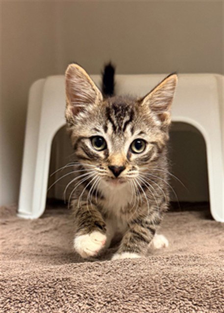 FIDAL, Baby Domestic Short Hair (medium coat), cat for adoption in Statesville, North Carolina