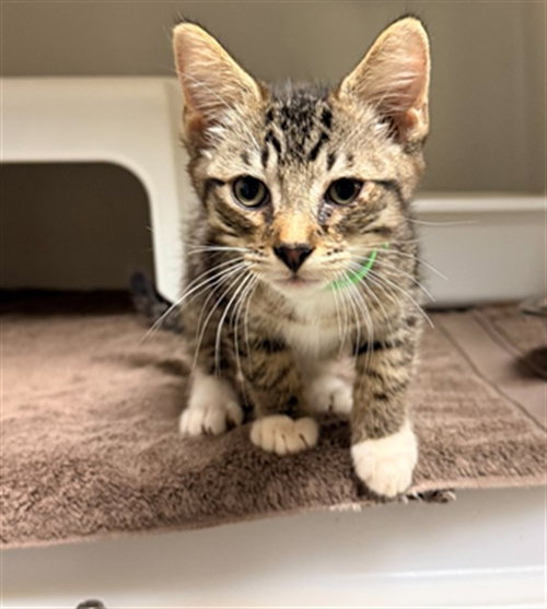 FARIS, Baby Domestic Short Hair (medium coat), cat for adoption in Statesville, North Carolina
