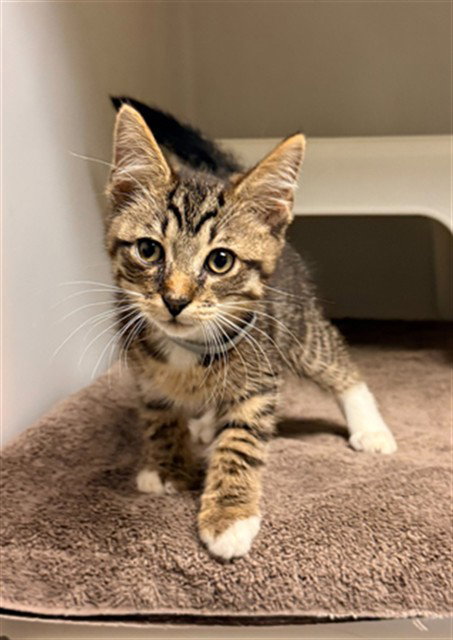 FENIX, Baby Domestic Short Hair (medium coat), cat for adoption in Statesville, North Carolina