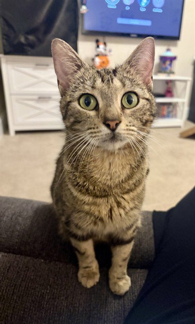 ELEANOR, Adult Domestic Short Hair (medium coat), cat for adoption in Statesville, North Carolina