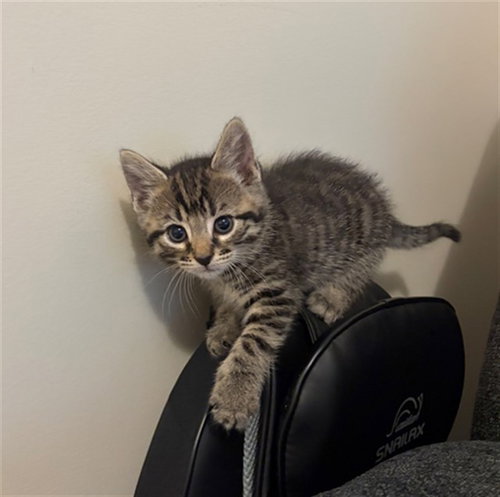 FRANKLIN (FRANKIE), Baby Domestic Short Hair (medium coat), cat for adoption in Statesville, North Carolina