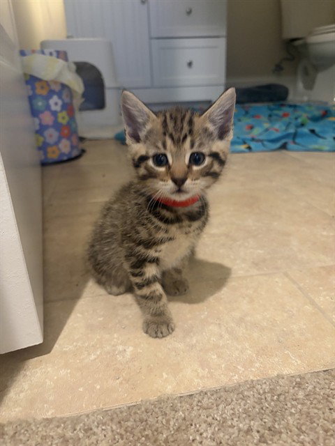 JOSEPH (JOEY), Baby Domestic Short Hair (medium coat), cat for adoption in Statesville, North Carolina