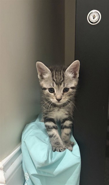 WINSTON, Baby Domestic Short Hair (medium coat), cat for adoption in Statesville, North Carolina