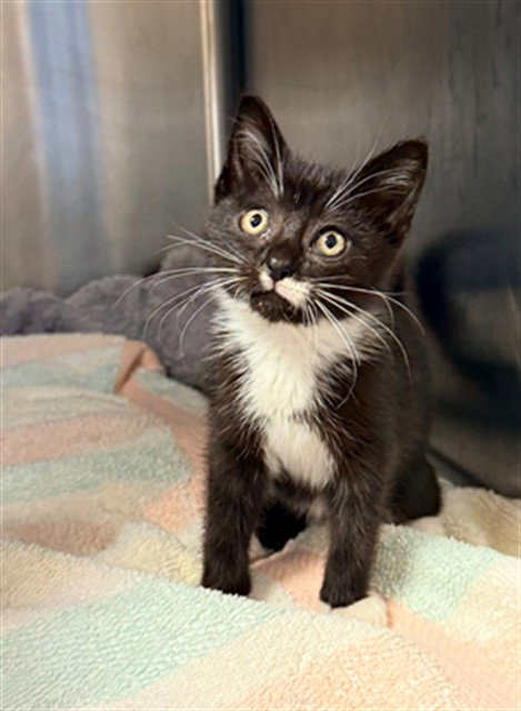 CYPRESS, Baby Domestic Short Hair (medium coat), cat for adoption in Statesville, North Carolina