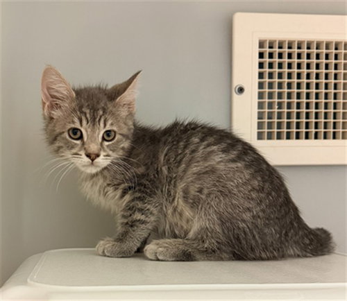 CRIUS, Baby Domestic Short Hair (medium coat), cat for adoption in Statesville, North Carolina