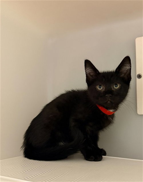 CRUZ, Baby Domestic Short Hair (medium coat), cat for adoption in Statesville, North Carolina