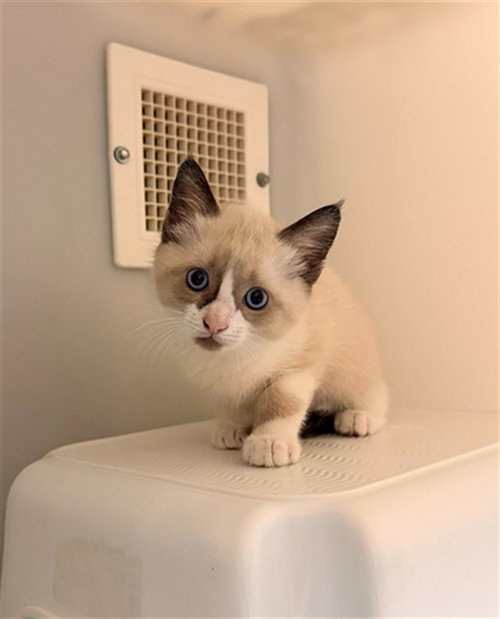 LANGLEIGH, Baby Domestic Short Hair (medium coat), cat for adoption in Statesville, North Carolina