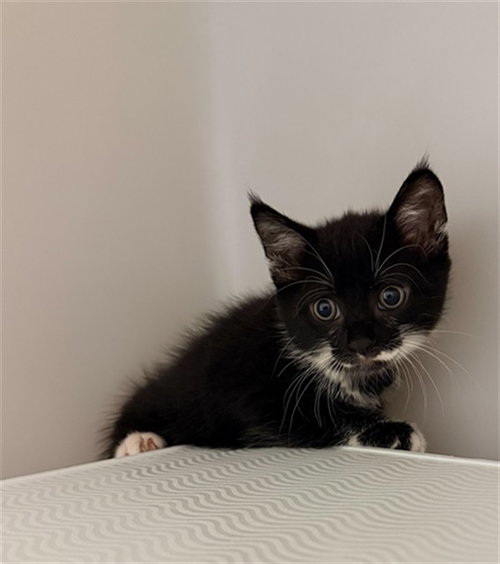LILAC, Baby Domestic Short Hair (medium coat), cat for adoption in Statesville, North Carolina