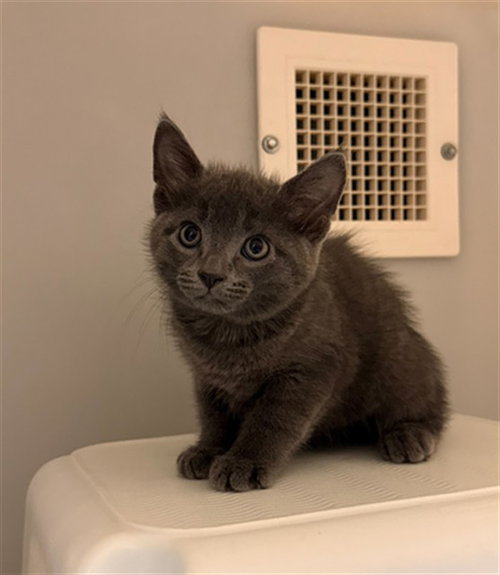 LYRIC, Baby Domestic Short Hair (medium coat), cat for adoption in Statesville, North Carolina
