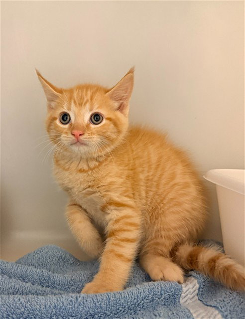 LENYX, Baby Domestic Short Hair (medium coat), cat for adoption in Statesville, North Carolina