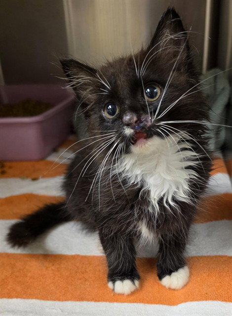 PHILIP, Baby Domestic Medium Hair (medium coat), cat for adoption in Statesville, North Carolina