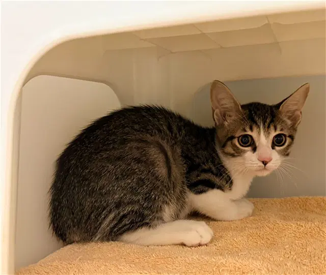 Luke - Domestic Short Hair