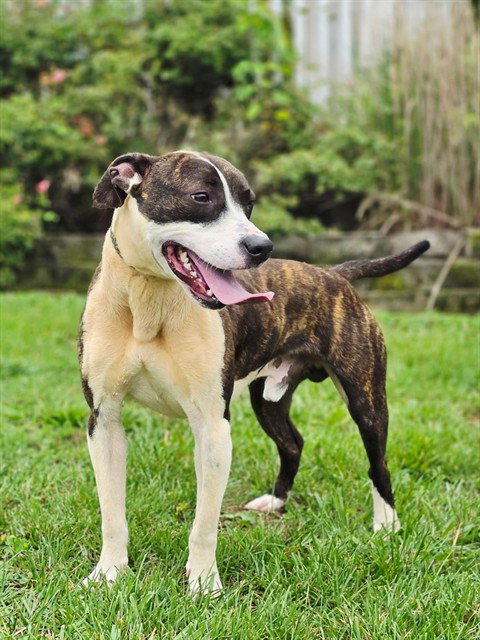 TAZ