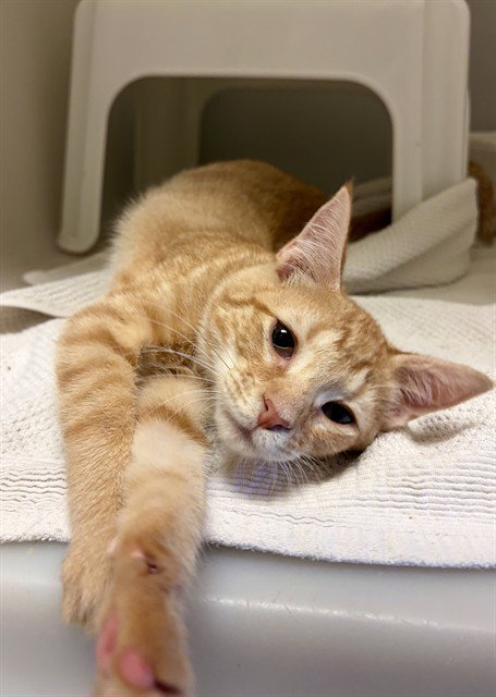 KETCHUP, Baby Domestic Short Hair (medium coat), cat for adoption in Concord, North Carolina