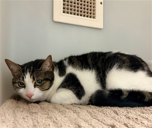RONIE, Adult Domestic Short Hair (medium coat), cat for adoption in Concord, North Carolina