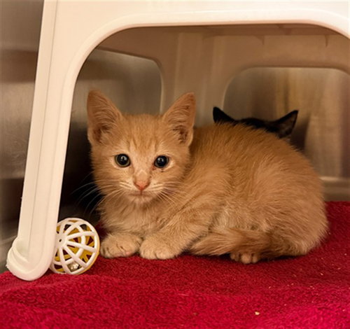 JERRY, Baby Domestic Short Hair (medium coat), cat for adoption in Concord, North Carolina
