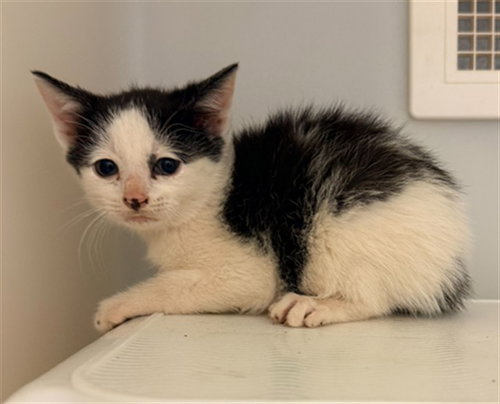 OKRA, Baby Domestic Short Hair (medium coat), cat for adoption in Concord, North Carolina