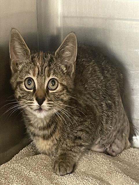 MARGIE, Baby Domestic Short Hair (medium coat), cat for adoption in Winston-Salem, North Carolina