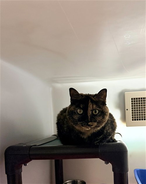 PERTIE, Senior Domestic Short Hair (medium coat), cat for adoption in Winston-Salem, North Carolina