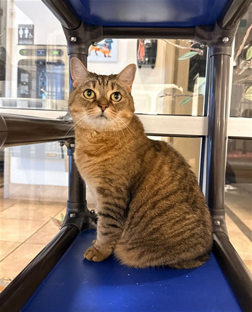 ANGEL, Senior Domestic Short Hair (medium coat), cat for adoption in Winston-Salem, North Carolina