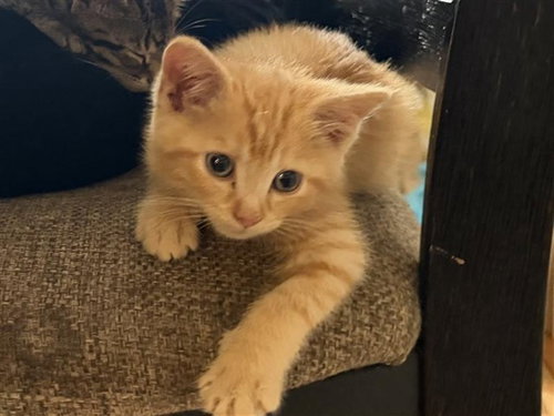 CHEDDAR
