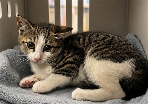 EGG ROLL, Baby Domestic Short Hair (medium coat), cat for adoption in Winston-Salem, North Carolina