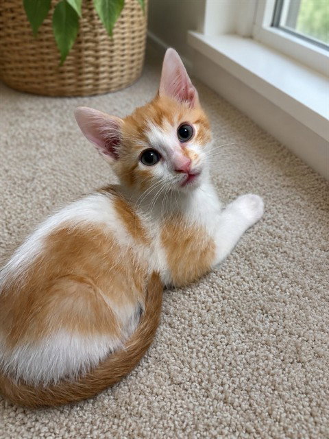 COPPER