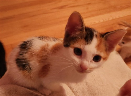 MOOSE TRACKS, Baby Domestic Short Hair (medium coat), cat for adoption in Kannapolis, North Carolina